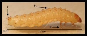 Larve Aethina tumida